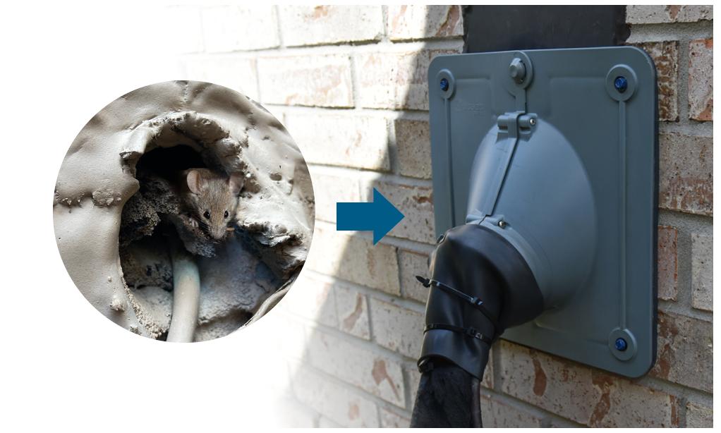 Rodent Control & Exclusion — Definity Pest Services in Dallas–Fort Worth Metroplex