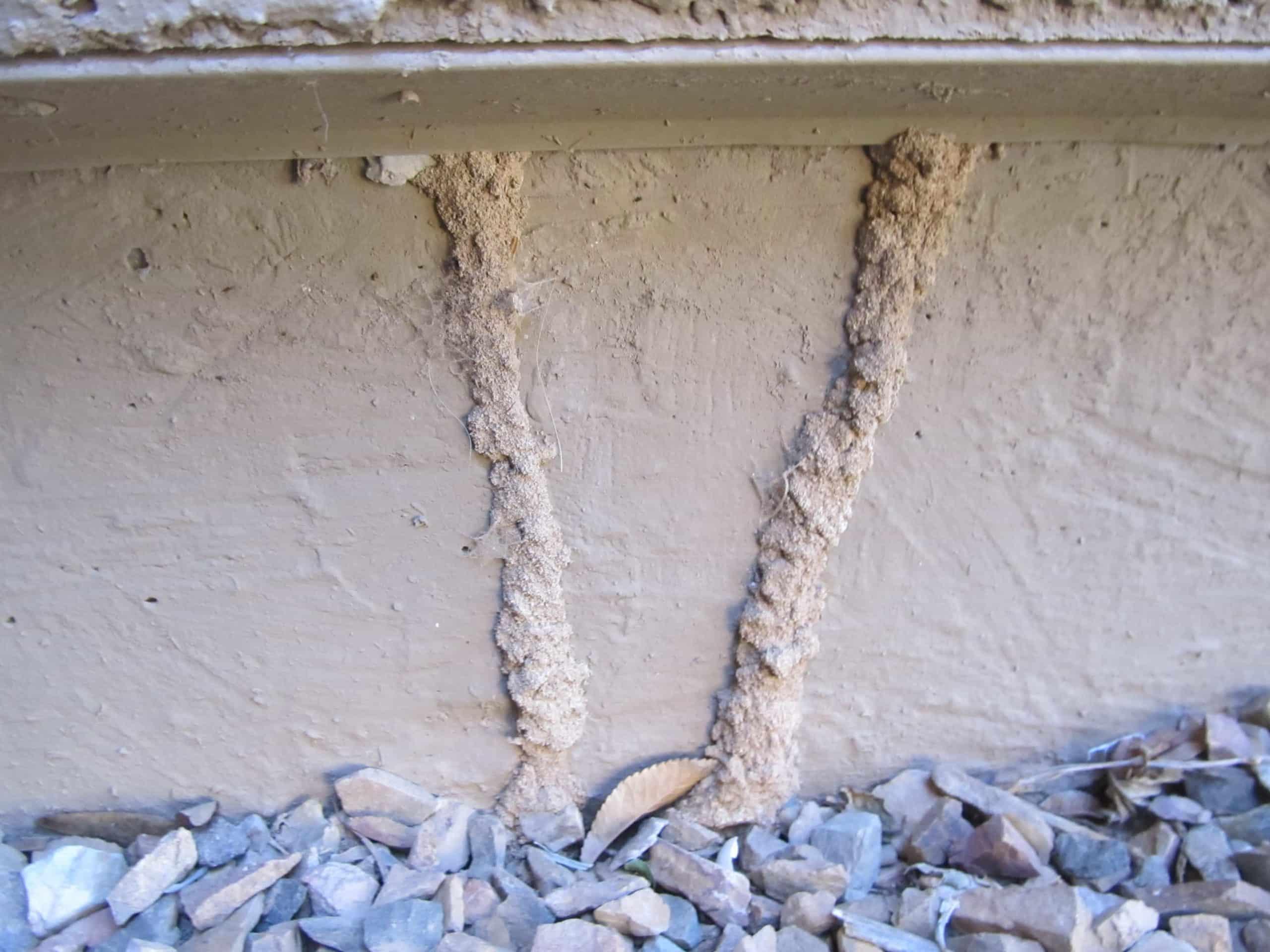 Termite Control & Treatment — Definity Pest Services in Dallas–Fort Worth Metroplex