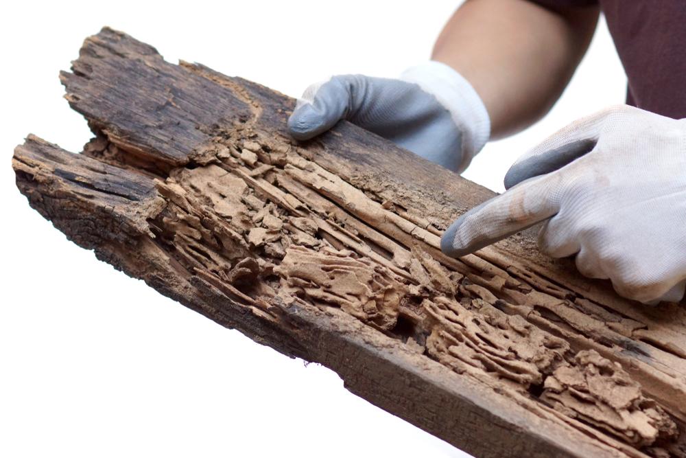 Termite Control & Treatment — Definity Pest Services in Dallas–Fort Worth Metroplex