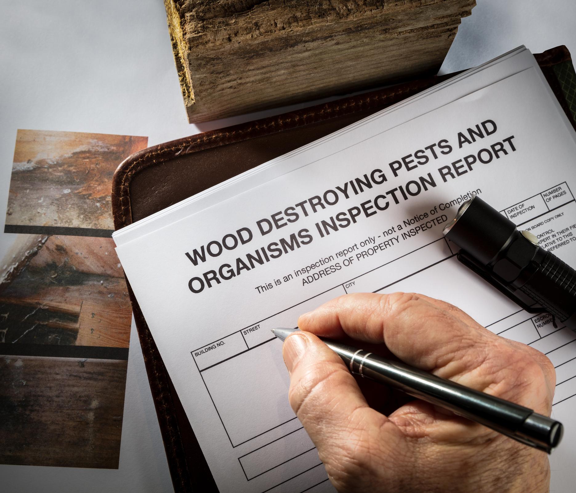 WDO / Termite Inspections — Definity Pest Services in Dallas–Fort Worth Metroplex