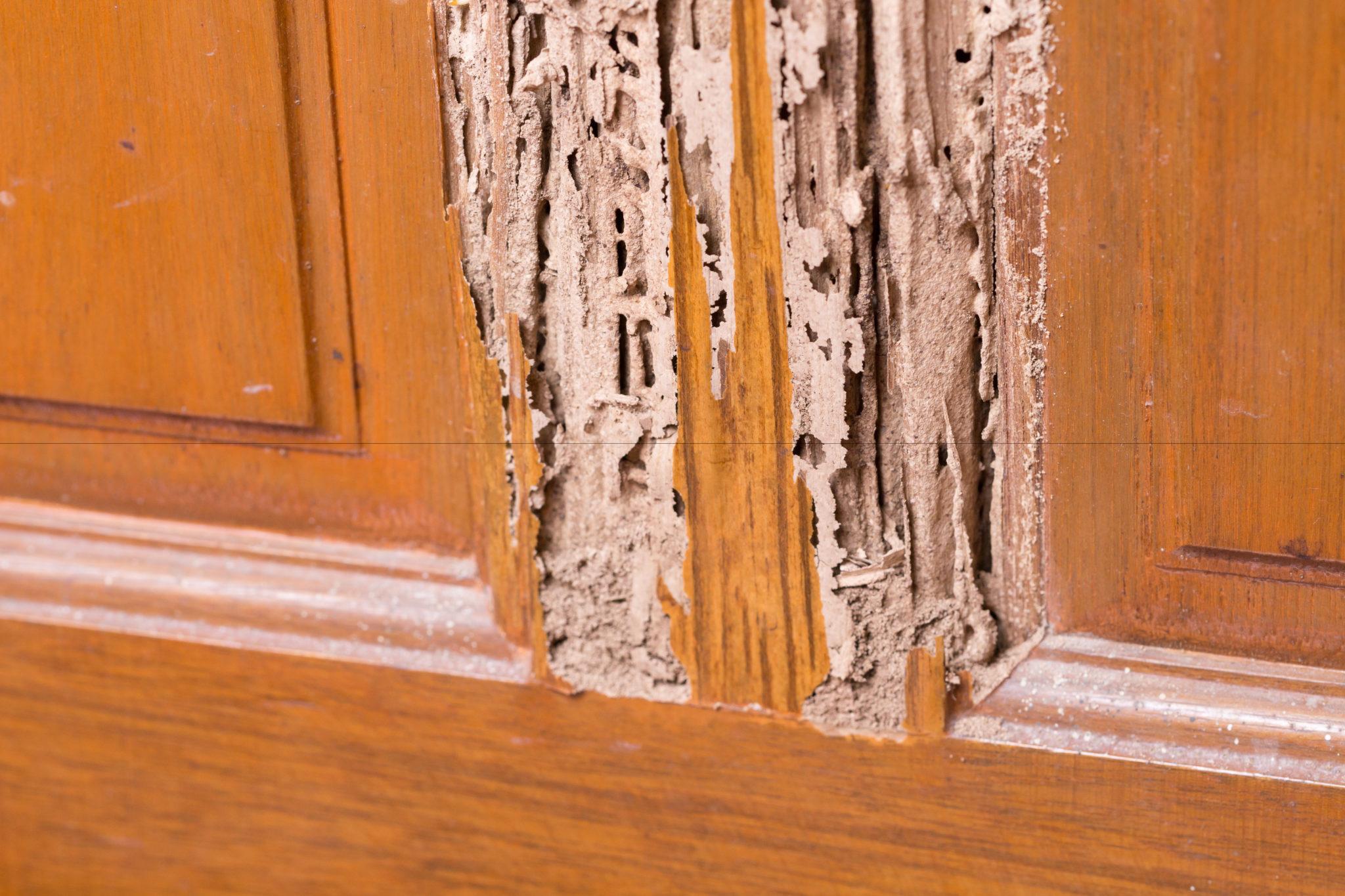 WDO / Termite Inspections — Definity Pest Services in Dallas–Fort Worth Metroplex