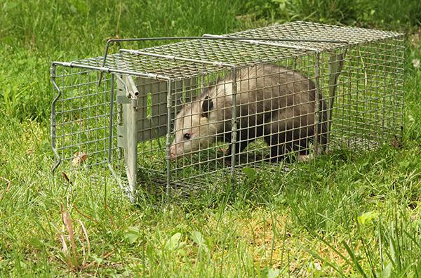 Wildlife Removal — Definity Pest Services in Dallas–Fort Worth Metroplex